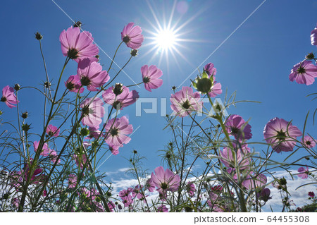 Beautiful cosmos through the sun Beautiful cosmos through the sun 64455308