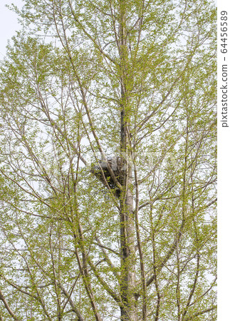 Bird's nest and tree Crow's nest breeding image material Wildlife protection law Bird's nest and tree Crow's nest breeding image material Wildlife protection law 64456589