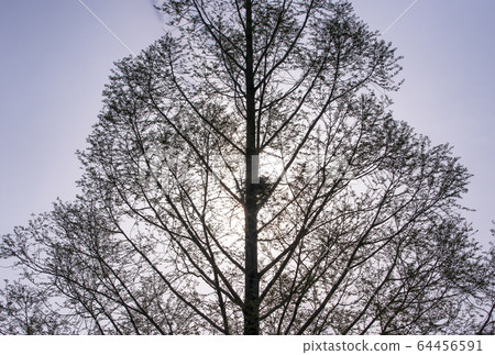 燕窩樹烏鴉水杉繁殖圖像材料野生動物保護法 64456591