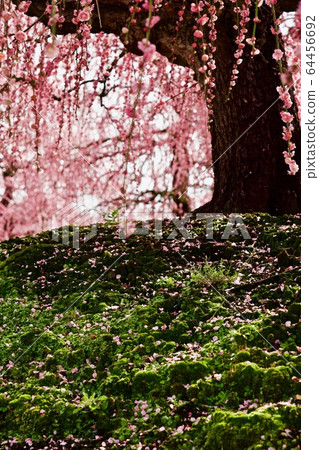 鈴鹿森林花園Bairin 鈴鹿森林花園Bairin 64456692