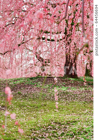 鈴鹿森林花園Bairin 鈴鹿森林花園Bairin 64456694