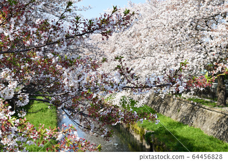 Breath of Spring Urawa / Yono 64456828