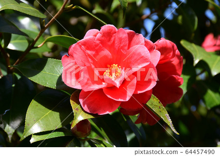 山茶花 山茶花 64457490