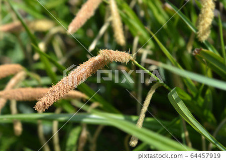 Japanese Grass Sedge Japanese Grass Sedge 64457919