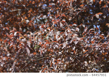 Black Cherry Plum 64457931