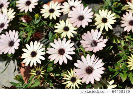 Margaret pink 64458189