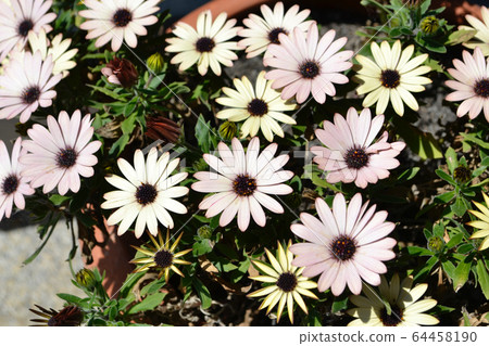 Margaret pink 64458190