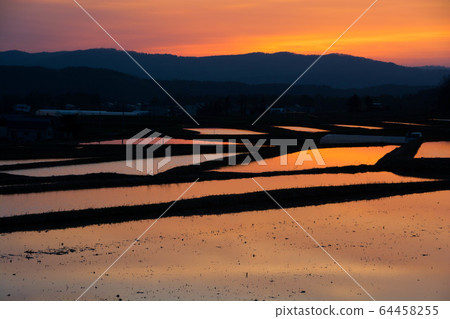反映日落的稻田 64458255