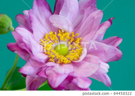 Cute pink flowers on green background 64458322
