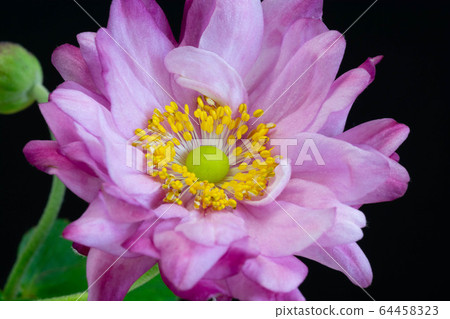Cute pink flowers on black background Cute pink flowers on black background 64458323
