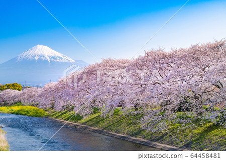 靜岡縣富士市琉球上的櫻花 64458481