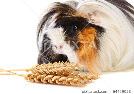 Peruvian Guinea Pig Peruvian Guinea Pig 64459038