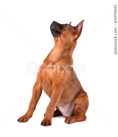 Cute Thai Ridgeback puppy 64459045