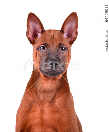 Three months old puppy of Thai Ridgeback 64459051