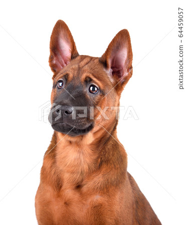 Portrait of Thai Ridgeback puppy Portrait of Thai Ridgeback puppy 64459057