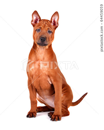 Sitting Thai Ridgeback puppy Sitting Thai Ridgeback puppy 64459059
