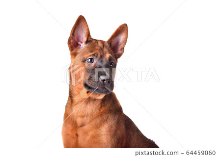 Portrait of Thai Ridgeback puppy Portrait of Thai Ridgeback puppy 64459060