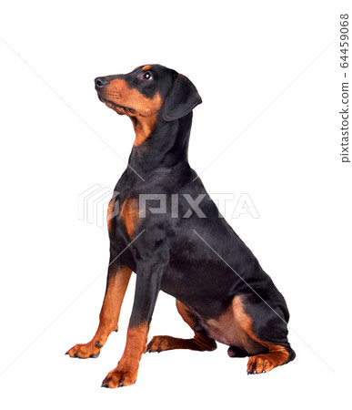 Doberman Pinscher puppy Doberman Pinscher puppy 64459068