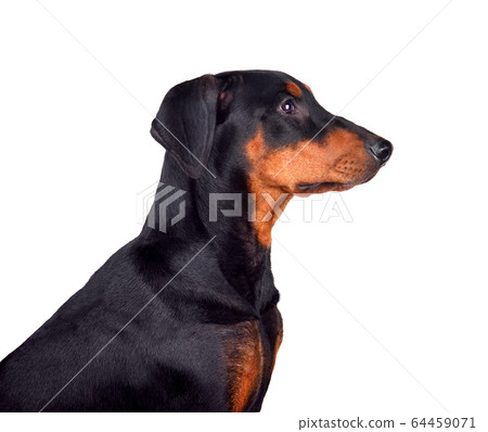 Six months old puppy of Doberman 64459071