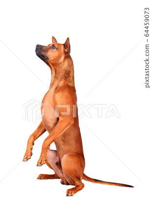 Standing up Thai Ridgeback dog Standing up Thai Ridgeback dog 64459073