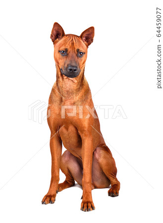 Sitting Thai Ridgeback puppy Sitting Thai Ridgeback puppy 64459077