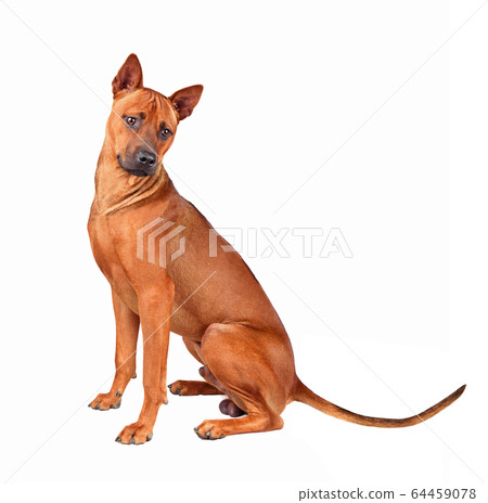 Thai Ridgeback puppy Thai Ridgeback puppy 64459078