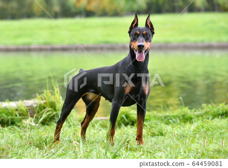 Tan-and-black German Pinscher 64459081
