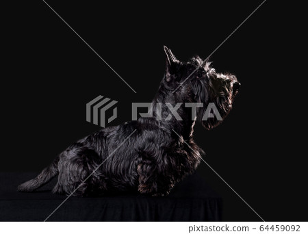 Beautiful black Scotch terrier 64459092