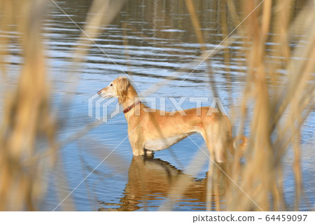 Beautiful borzoi dog Saluki Beautiful borzoi dog Saluki 64459097