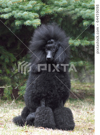 Royal black poodle Royal black poodle 64459098