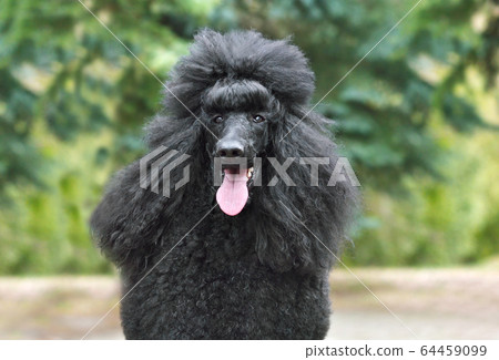 Portrait of black poodle Portrait of black poodle 64459099