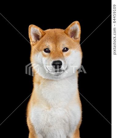 Shiba Inu dog portrait Shiba Inu dog portrait 64459109