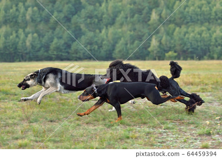 Coursing training 64459394