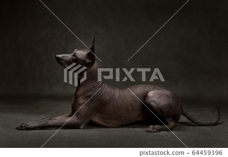 Xoloitzcuintli or Mexican Hairless Dog 64459396