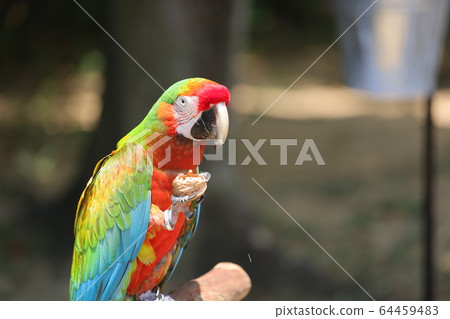 亞洲鸚鵡金剛鸚鵡多彩熱帶鳥寵物 亞洲鸚鵡金剛鸚鵡多彩熱帶鳥寵物 64459483