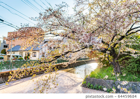 Japanese spring landscape of Takasaki Castle Park and cherry blossoms Japanese spring landscape of Takasaki Castle Park and cherry blossoms 64459684