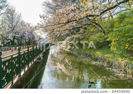 Japanese spring landscape of Takasaki Castle Park and cherry blossoms Japanese spring landscape of Takasaki Castle Park and cherry blossoms 64459690