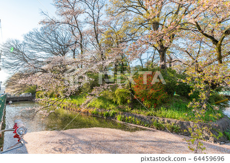 Japanese spring landscape of Takasaki Castle Park and cherry blossoms Japanese spring landscape of Takasaki Castle Park and cherry blossoms 64459696