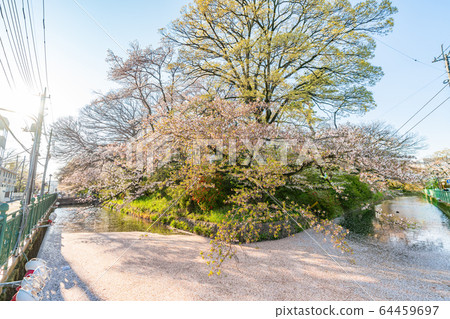 高崎城公園和櫻花的日本春天風景 64459697
