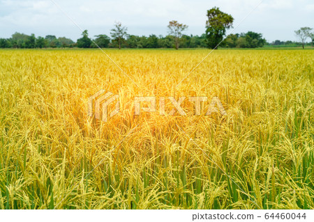 landscape of rice fields with golden light in 64460044