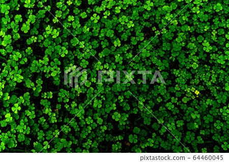 Green leaves pattern,leaf Shamrock or water clover 64460045