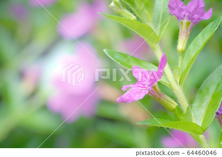Closeup pink flower of green leaves on blur for 64460046