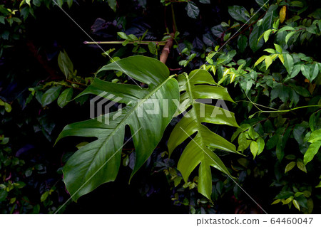 Green leaves pattern,leaf monstera in the forest Green leaves pattern,leaf monstera in the forest 64460047