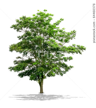 Green Tree Isolated on White background 64460378