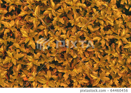 Golden leaves pattern,leaf Climbing Wedelia Golden leaves pattern,leaf Climbing Wedelia 64460456