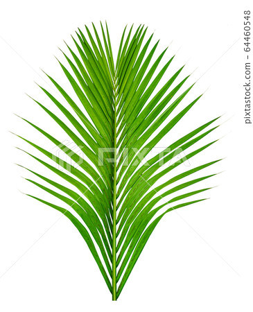 Green leaves pattern,leaf palm tree isolated on 64460548