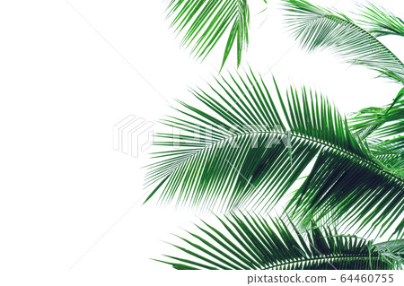 leaf coconut tree isolated on white leaf coconut tree isolated on white 64460755