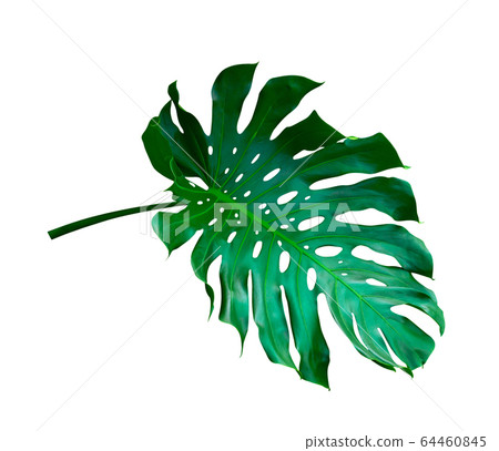 Green leaves pattern,leaf monstera isolated on Green leaves pattern,leaf monstera isolated on 64460845