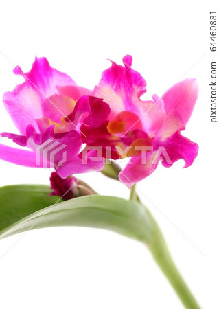 卡特蘭粉紅色的花朵白色背景 卡特蘭粉紅色的花朵白色背景 64460881