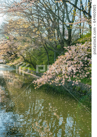 高崎城公園和櫻花的日本春天風景 64460905